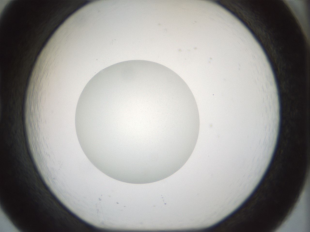 folderID514_plateID1514_batchID5949_wellNum20_profileID1_d1_r96631_ef.jpg