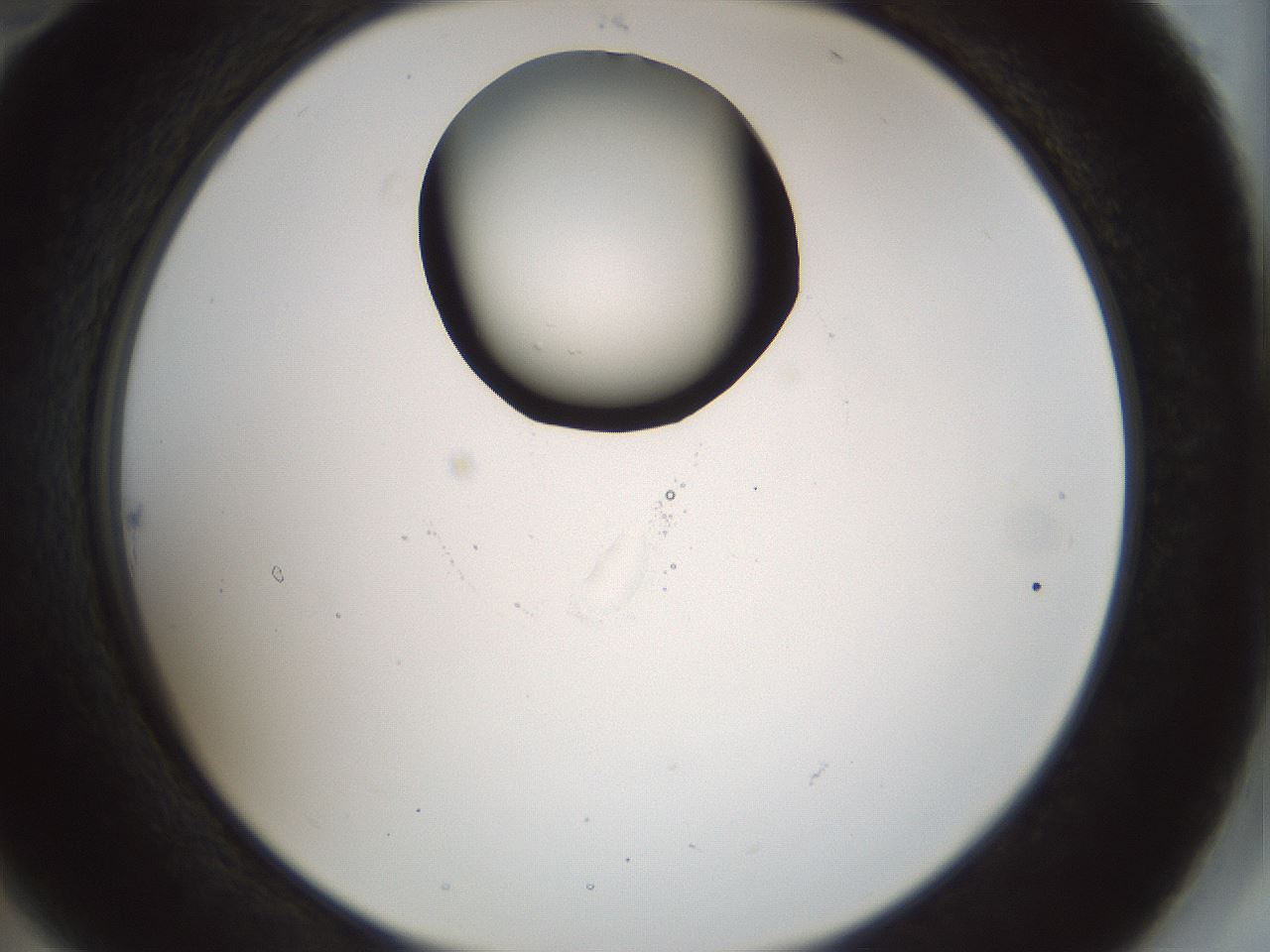 folderID514_plateID1514_batchID5949_wellNum22_profileID1_d2_r96636_ef.jpg