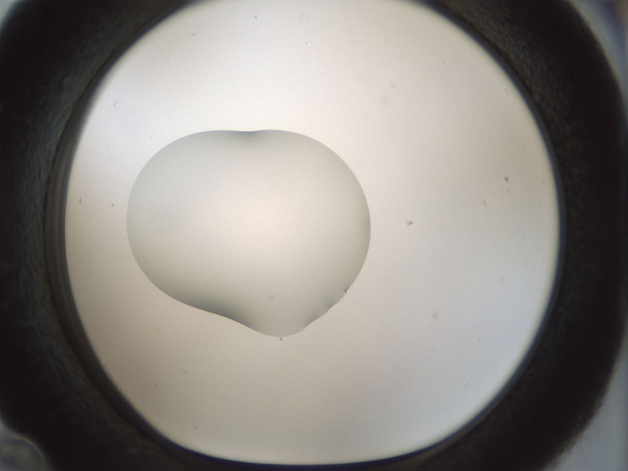 folderID512_plateID1512_batchID5909_wellNum36_profileID1_d1_r95860_ef.jpg