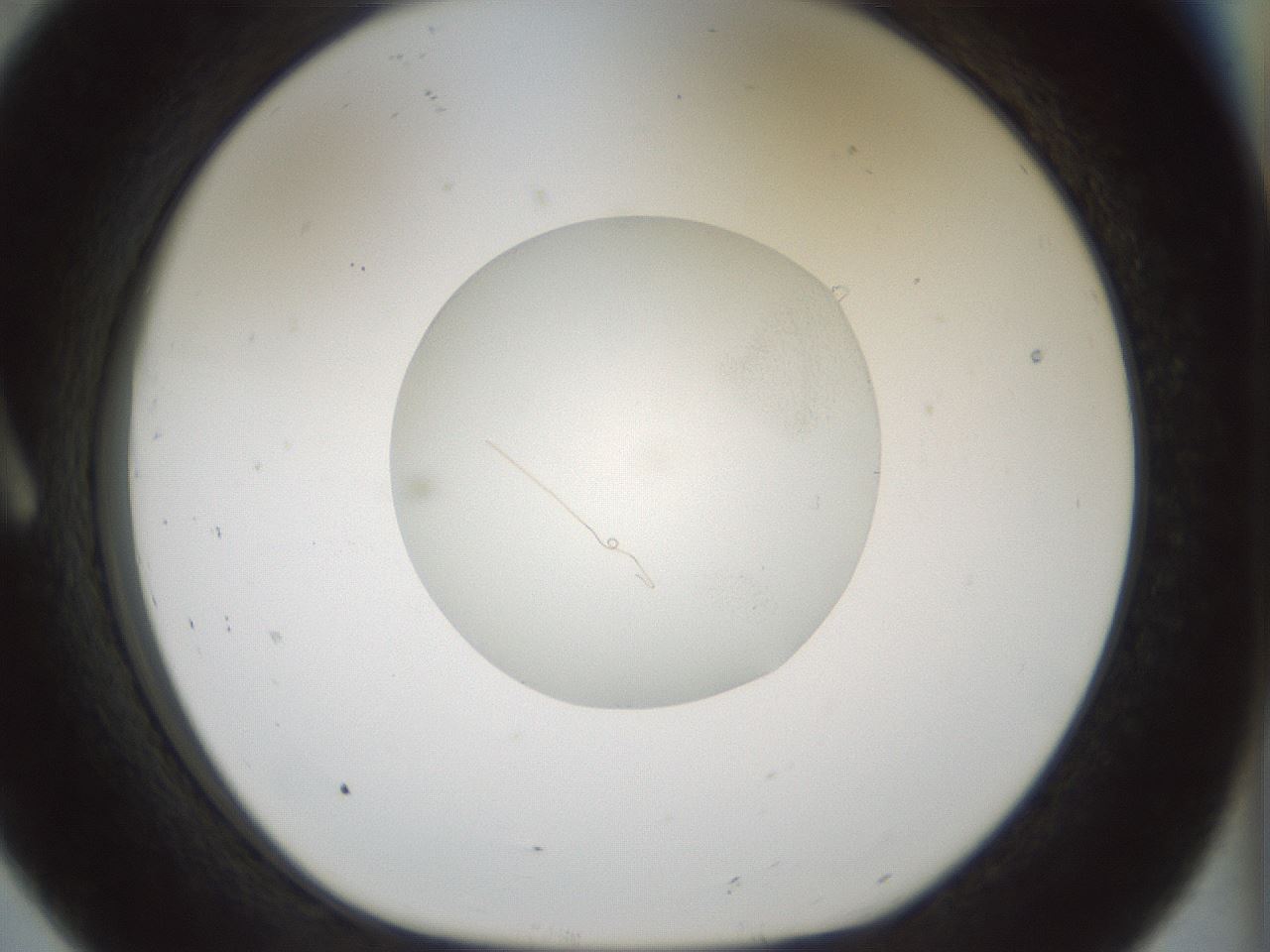 folderID514_plateID1514_batchID5915_wellNum8_profileID1_d1_r96607_ef.jpg