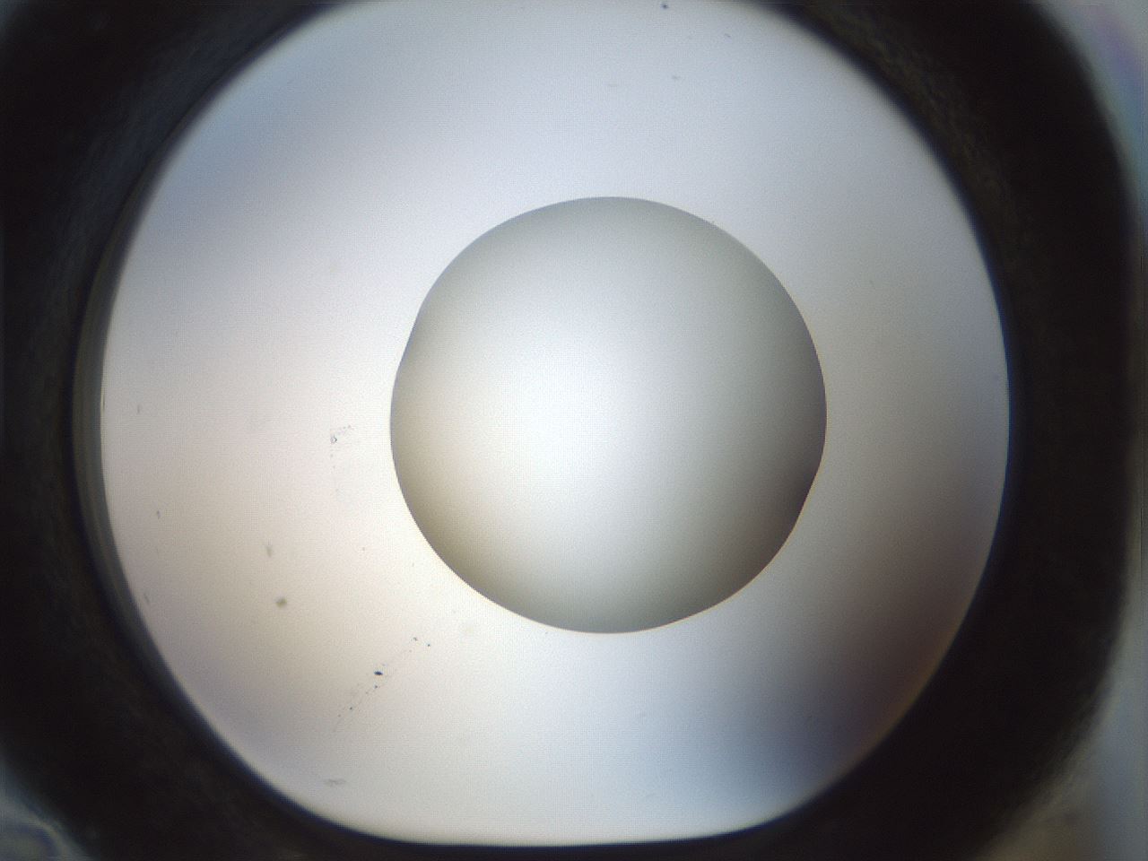 folderID514_plateID1514_batchID5915_wellNum94_profileID1_d1_r96779_ef.jpg