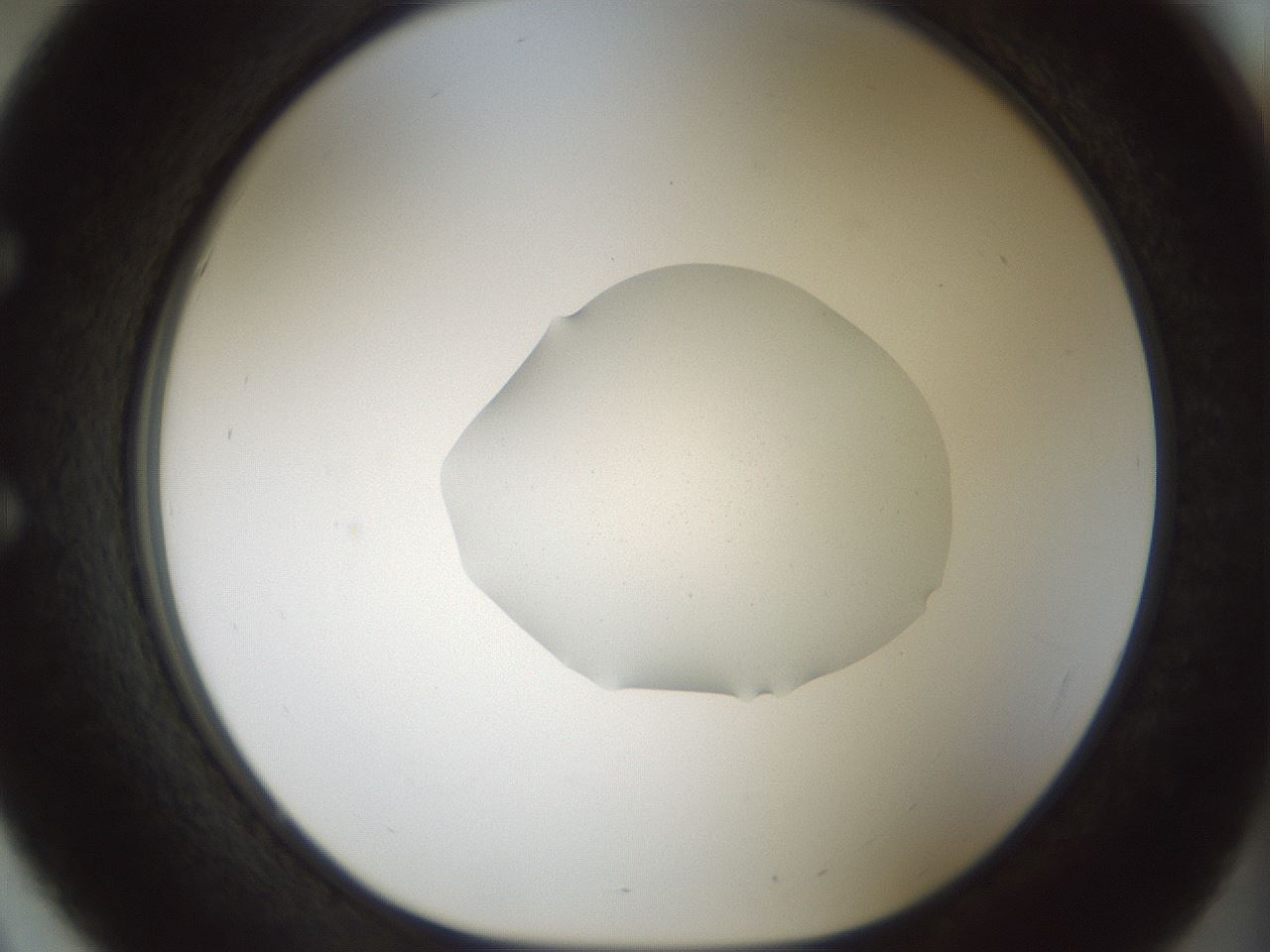 folderID512_plateID1512_batchID5909_wellNum51_profileID1_d1_r95875_ef.jpg