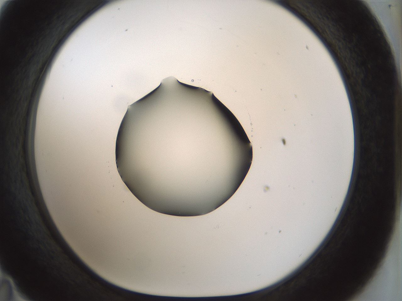 folderID514_plateID1514_batchID5949_wellNum35_profileID1_d1_r96661_ef.jpg