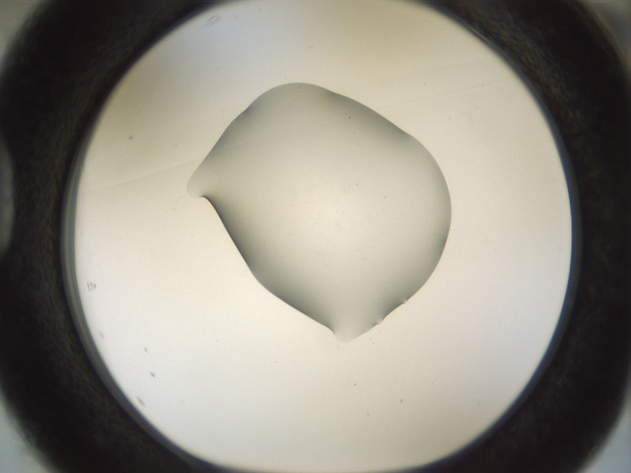 folderID514_plateID1514_batchID5949_wellNum37_profileID1_d1_r96665_ef.jpg