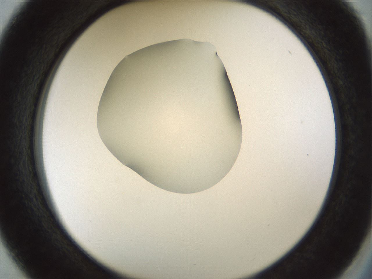 folderID514_plateID1514_batchID5949_wellNum37_profileID1_d2_r96666_ef.jpg