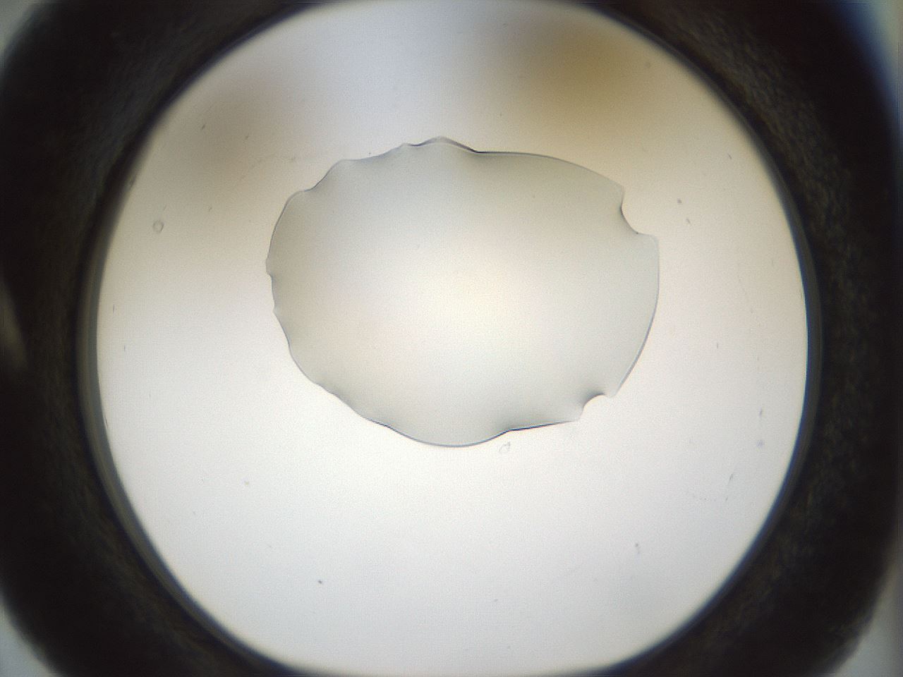folderID512_plateID1512_batchID5909_wellNum5_profileID1_d1_r95829_ef.jpg