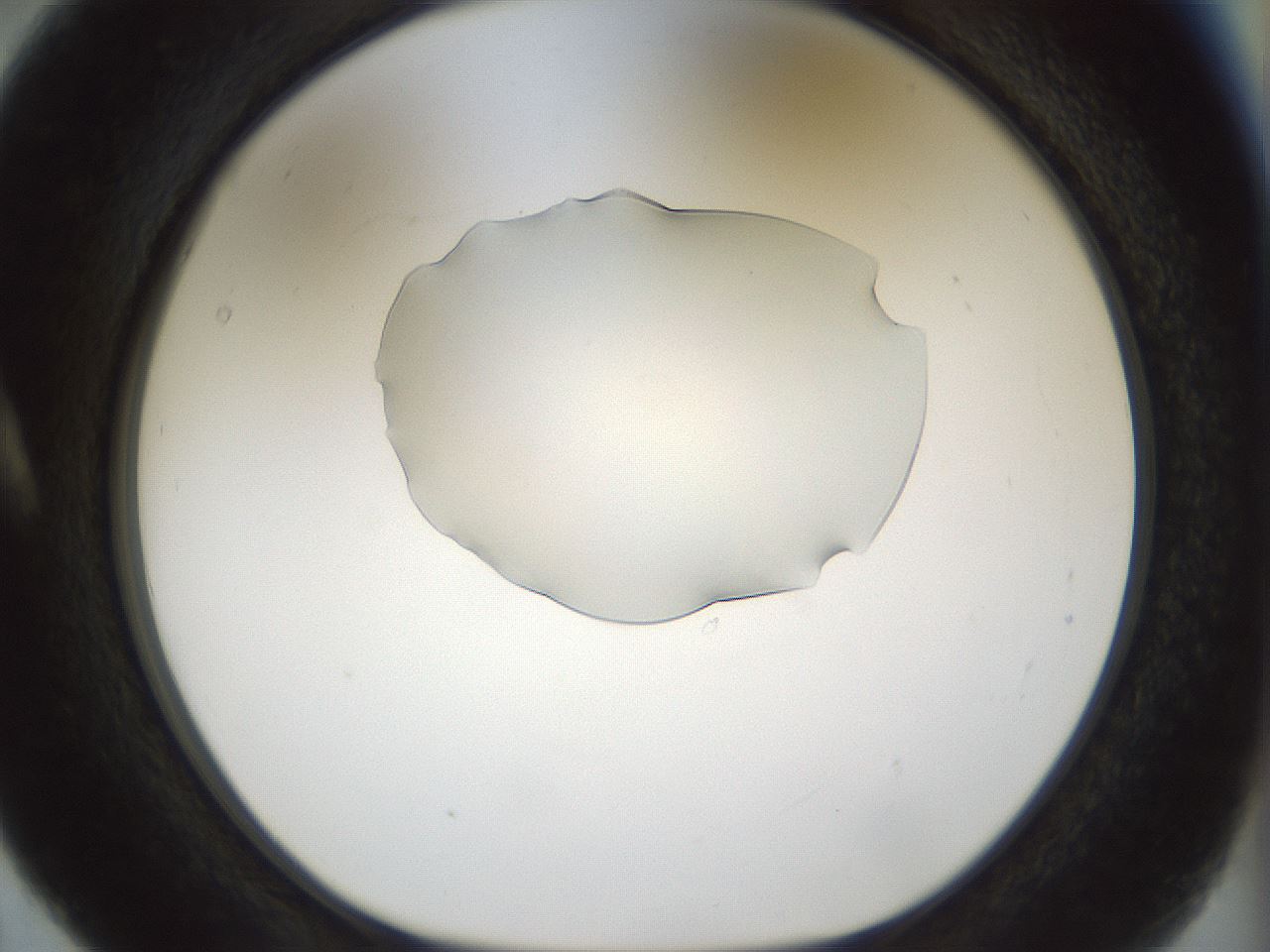 folderID512_plateID1512_batchID5942_wellNum5_profileID1_d1_r95829_ef.jpg