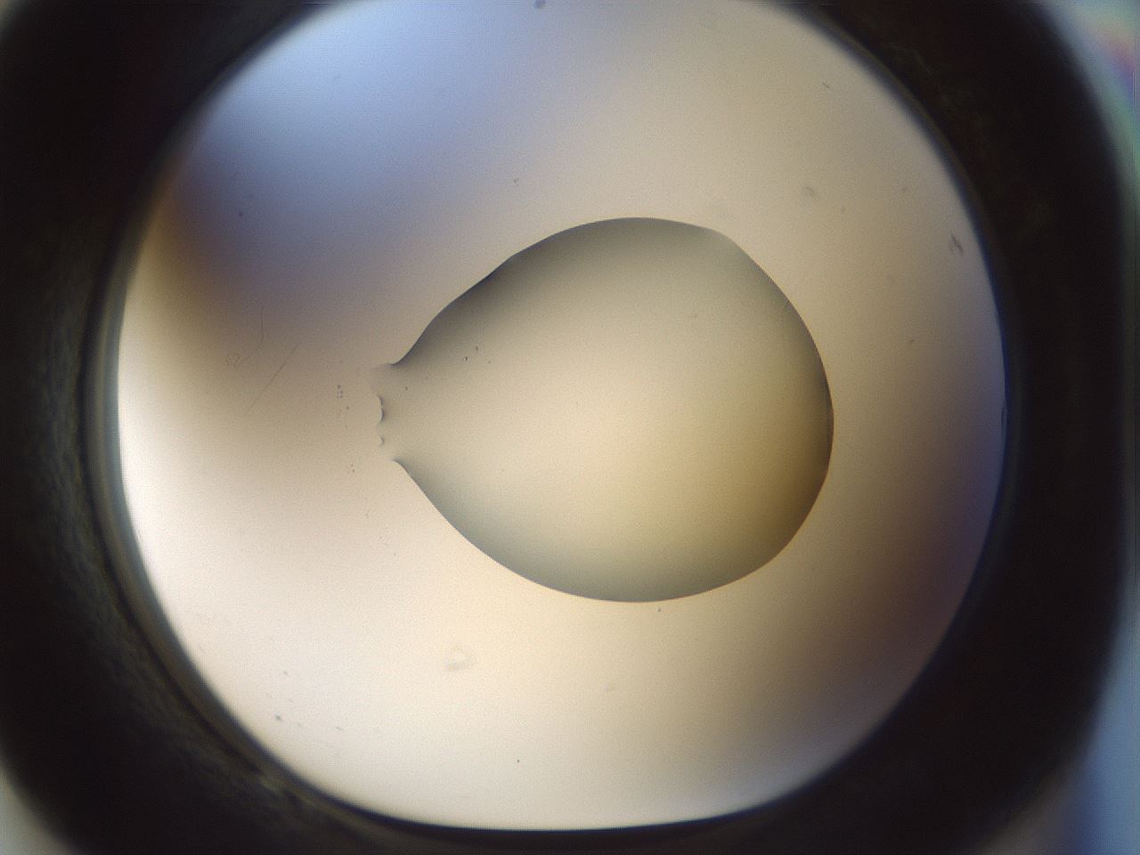 folderID514_plateID1514_batchID5915_wellNum68_profileID1_d1_r96727_ef.jpg