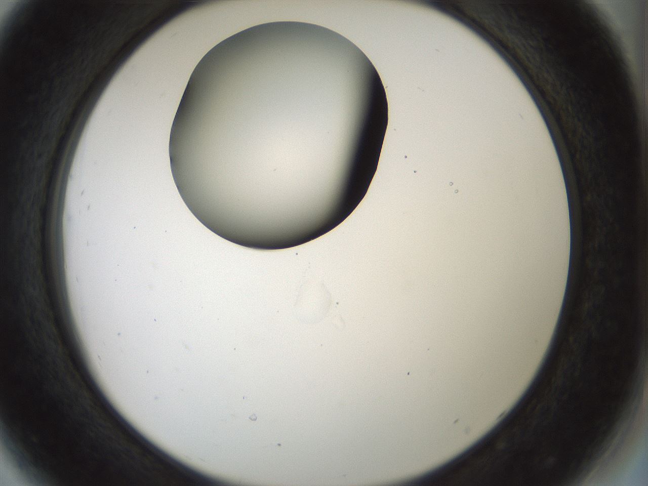 folderID514_plateID1514_batchID5949_wellNum44_profileID1_d2_r96680_ef.jpg