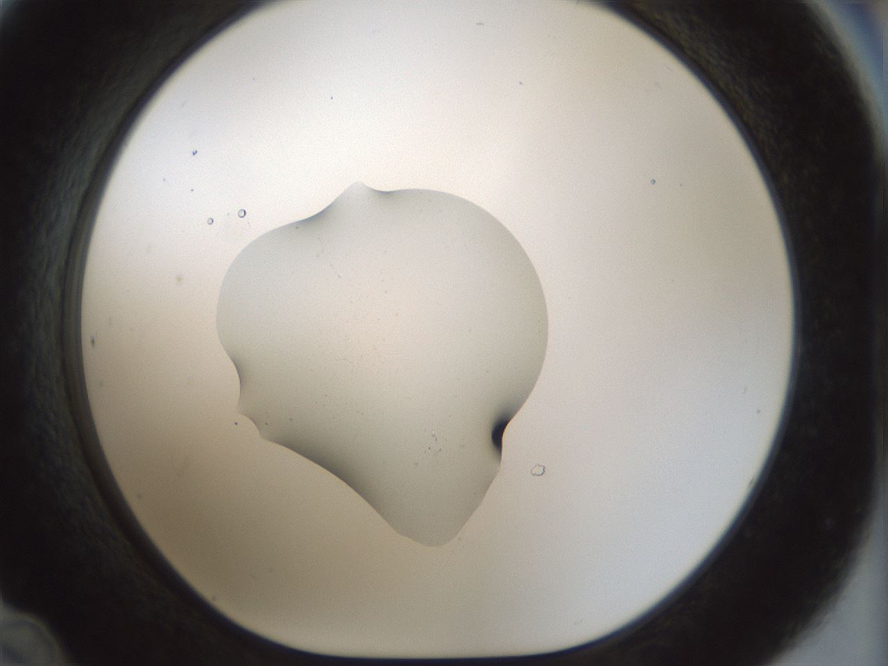 folderID512_plateID1512_batchID5875_wellNum48_profileID1_d1_r95872_ef.jpg