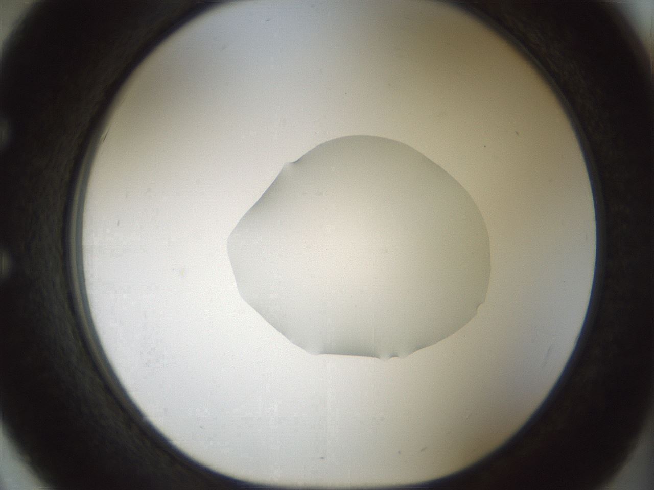 folderID512_plateID1512_batchID5875_wellNum51_profileID1_d1_r95875_ef.jpg