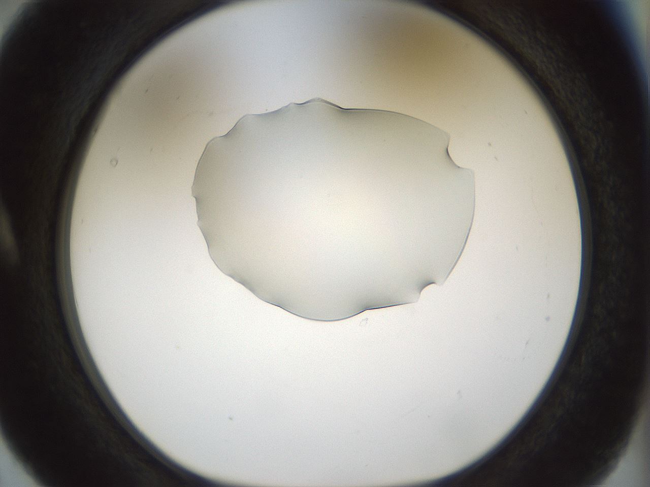 folderID512_plateID1512_batchID5875_wellNum5_profileID1_d1_r95829_ef.jpg
