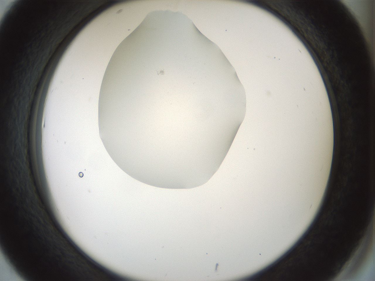 folderID514_plateID1514_batchID5915_wellNum43_profileID1_d2_r96678_ef.jpg