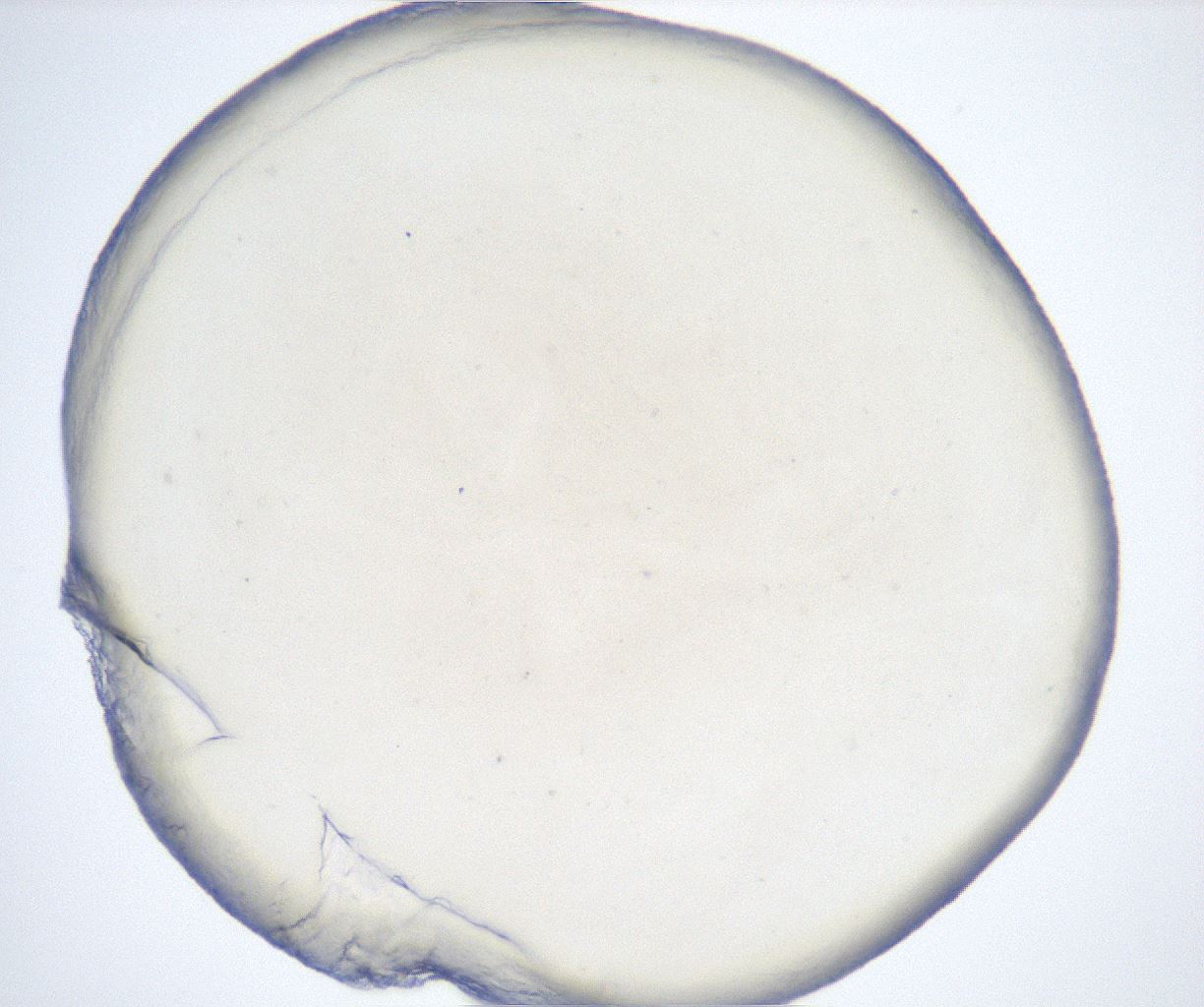 folderID512_plateID2512_batchID12481_wellNum81_profileID1_d1_r190140_ef.jpg