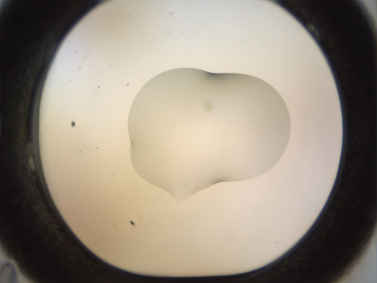 folderID513_plateID1513_batchID5943_wellNum23_profileID1_d1_r95943_ef.jpg