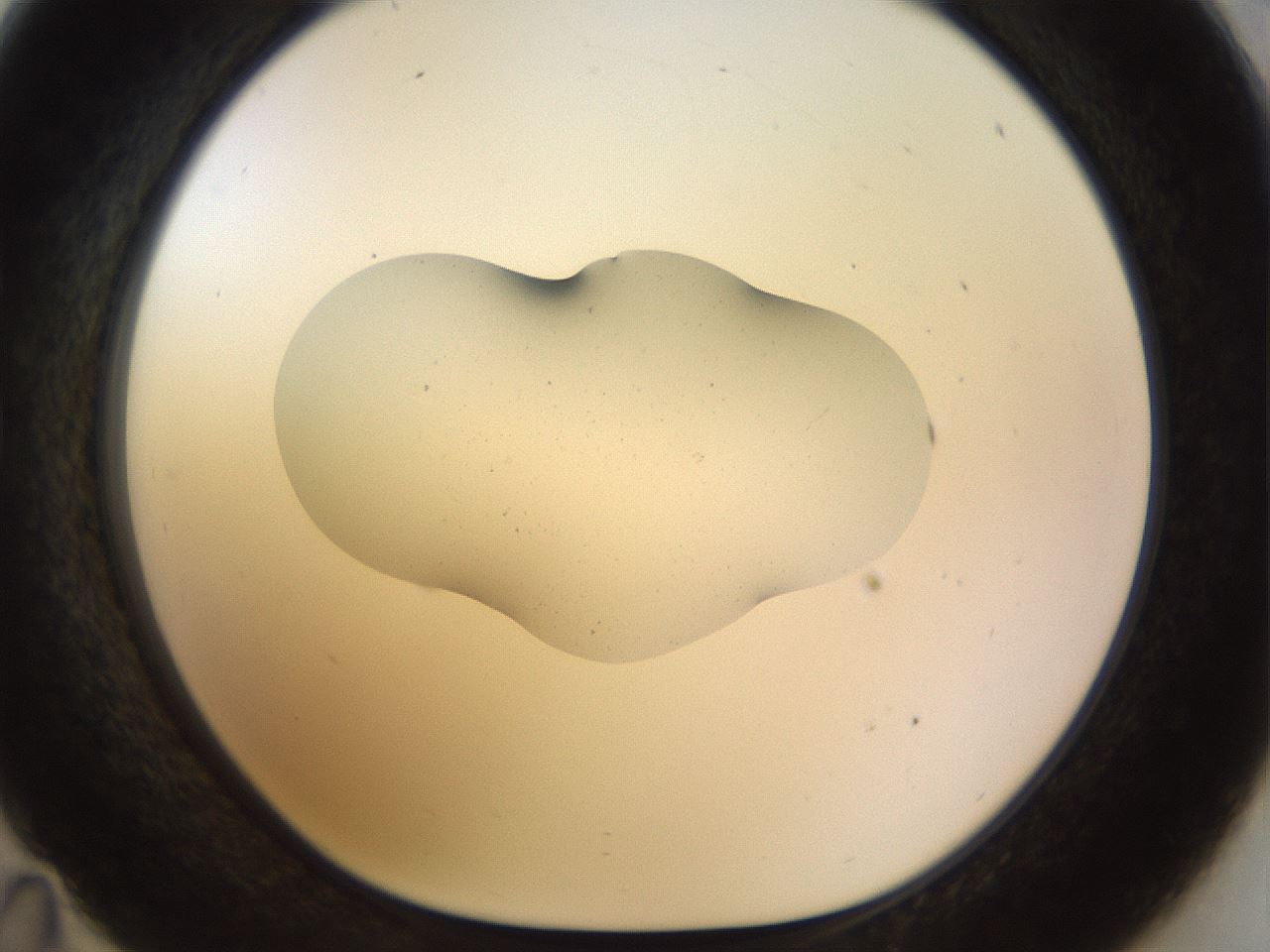 folderID513_plateID1513_batchID5943_wellNum35_profileID1_d1_r95955_ef.jpg