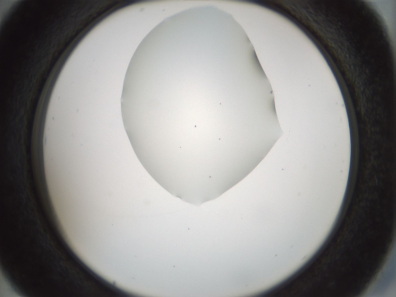 folderID514_plateID1514_batchID5915_wellNum29_profileID1_d2_r96650_ef.jpg