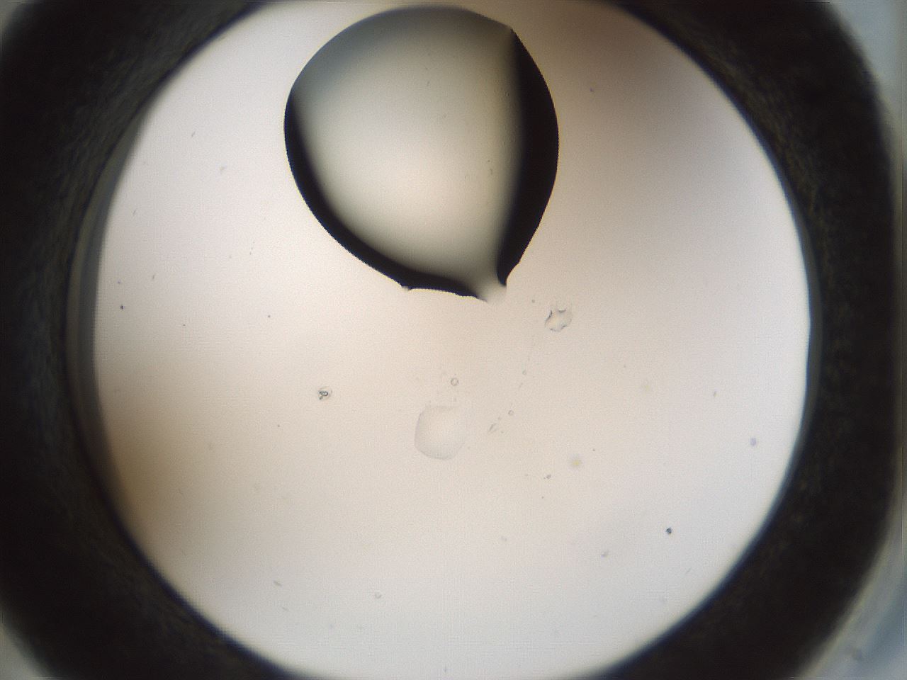 folderID514_plateID1514_batchID5915_wellNum33_profileID1_d2_r96658_ef.jpg