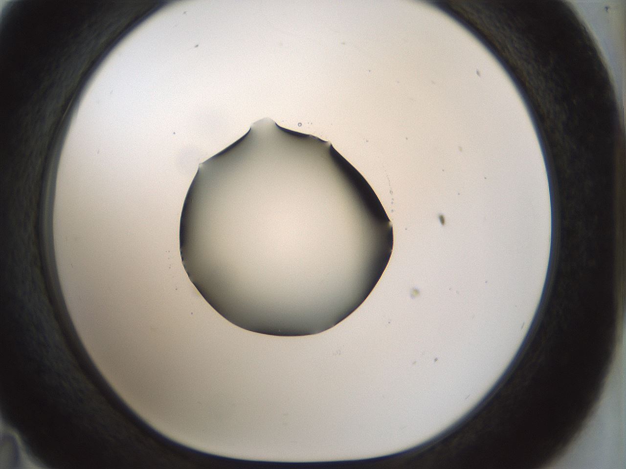 folderID514_plateID1514_batchID5915_wellNum35_profileID1_d1_r96661_ef.jpg