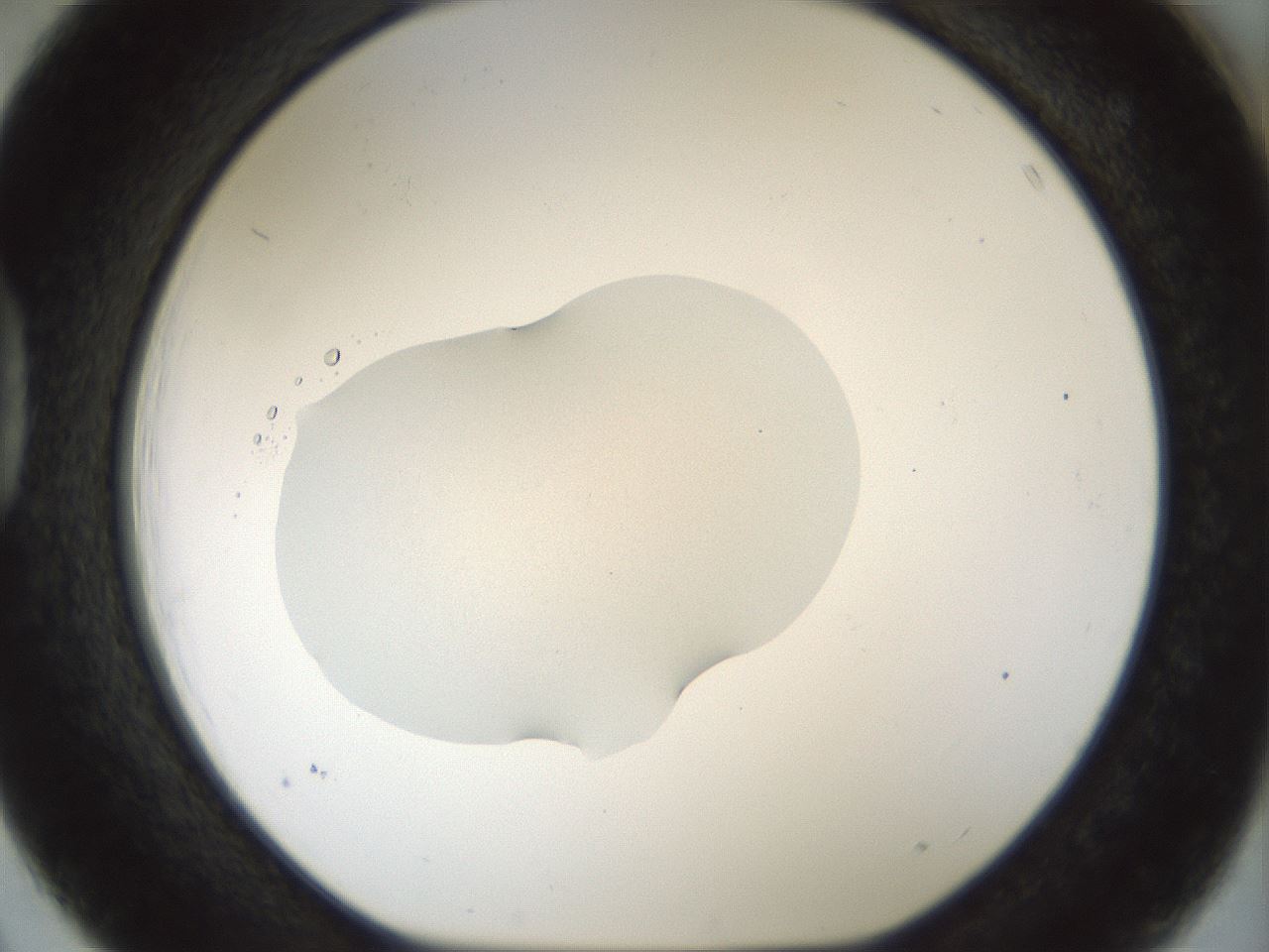folderID512_plateID1512_batchID5942_wellNum39_profileID1_d1_r95863_ef.jpg