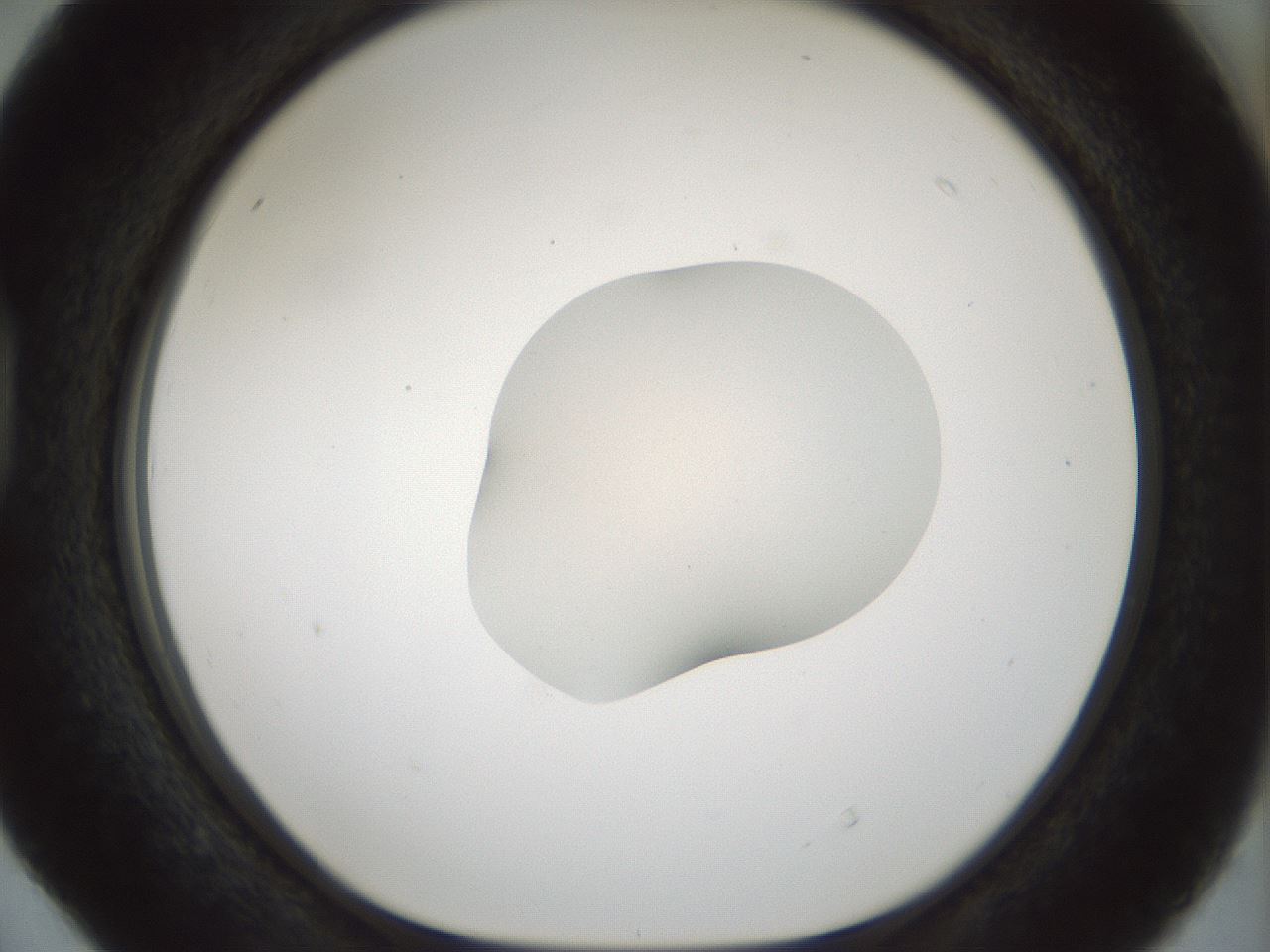 folderID512_plateID1512_batchID5942_wellNum40_profileID1_d1_r95864_ef.jpg