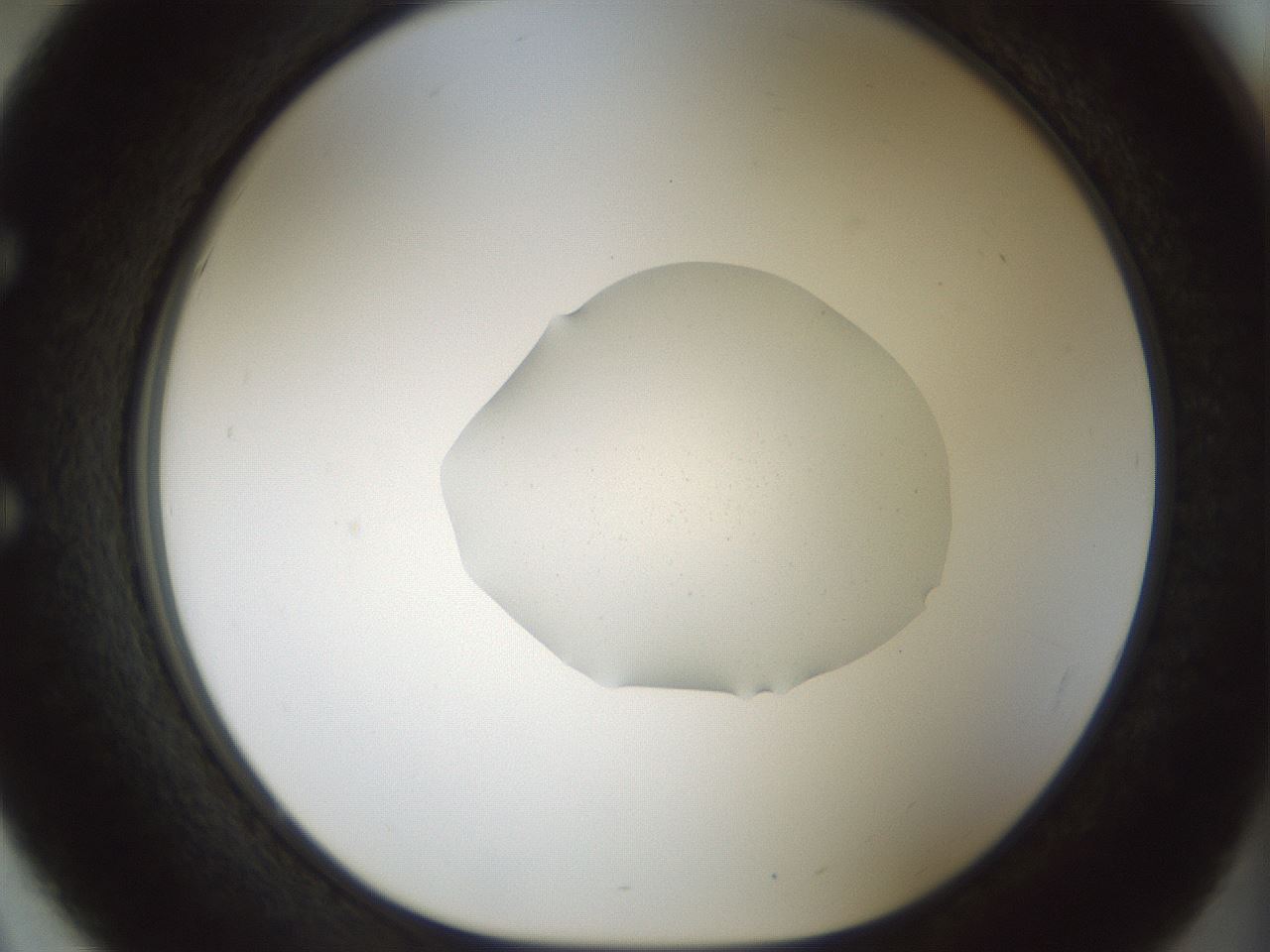 folderID512_plateID1512_batchID5942_wellNum51_profileID1_d1_r95875_ef.jpg