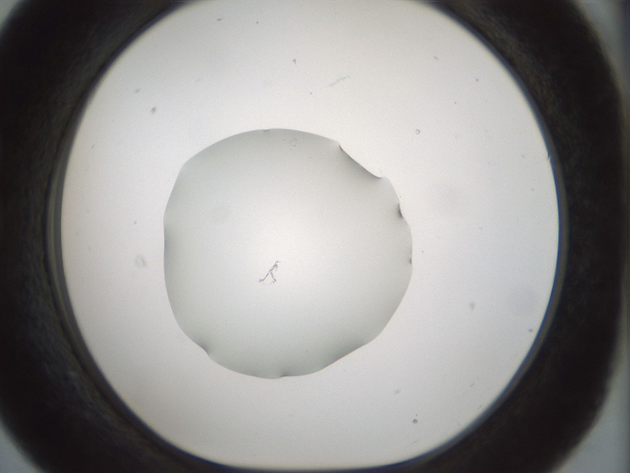 folderID514_plateID1514_batchID5915_wellNum21_profileID1_d1_r96633_ef.jpg