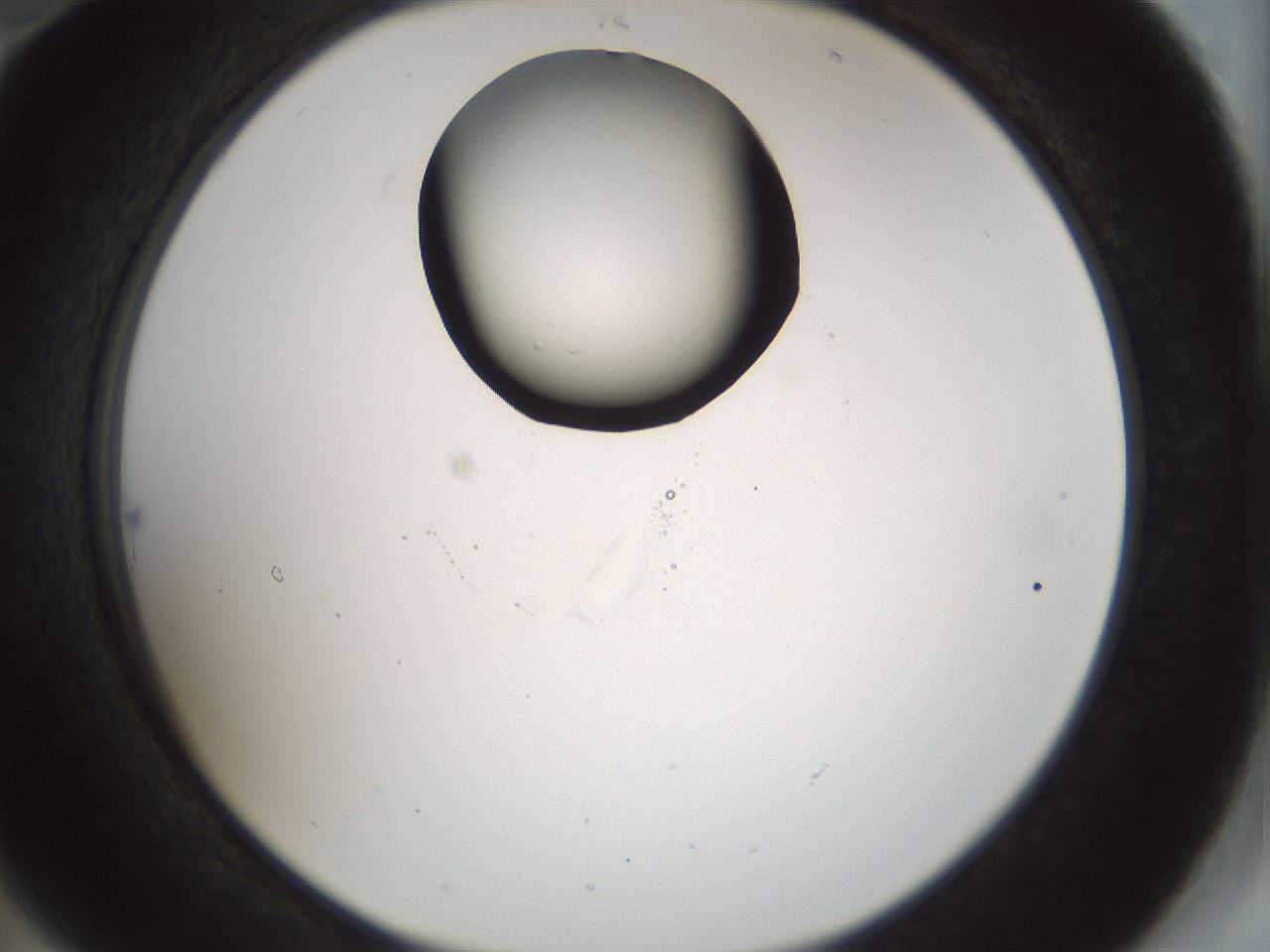 folderID514_plateID1514_batchID5915_wellNum22_profileID1_d2_r96636_ef.jpg