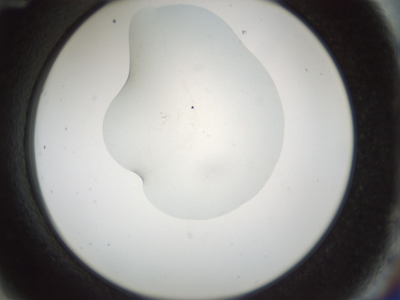 folderID514_plateID1514_batchID5882_wellNum84_profileID1_d2_r96760_ef.jpg
