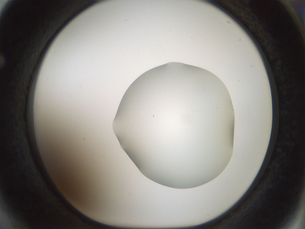 folderID514_plateID1514_batchID5915_wellNum64_profileID1_d1_r96719_ef.jpg