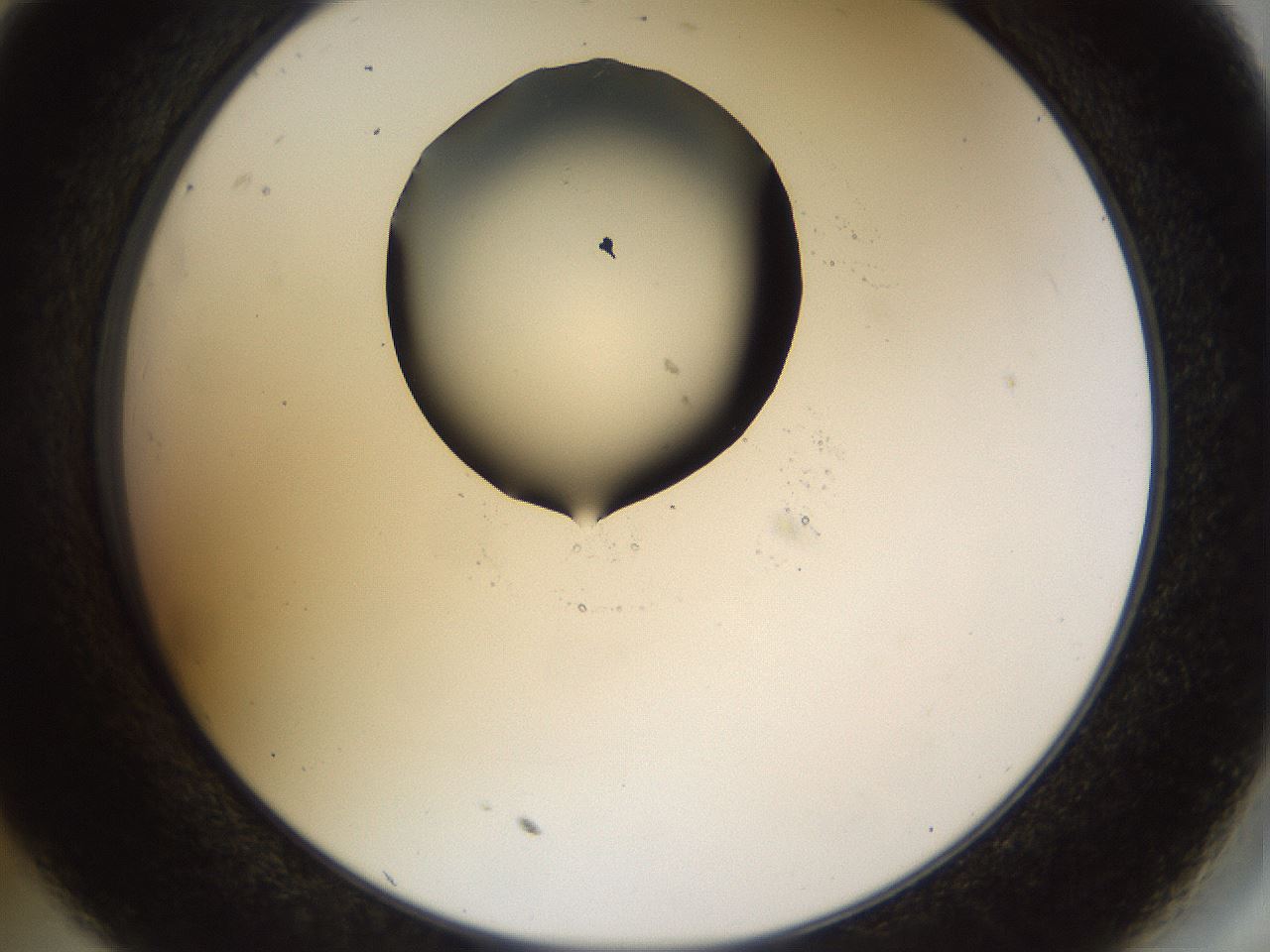 folderID515_plateID1515_batchID5948_wellNum35_profileID1_d2_r96470_ef.jpg