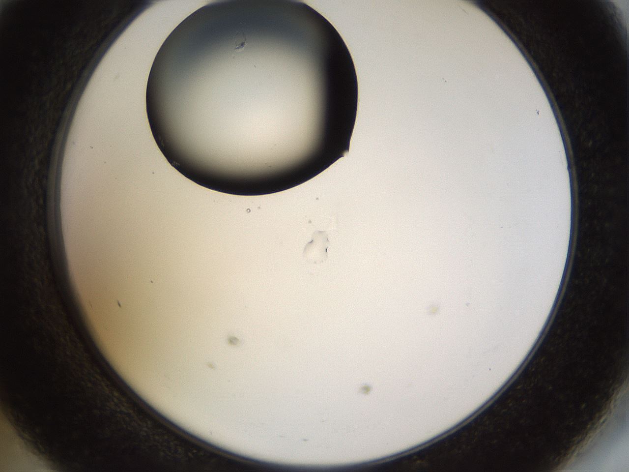 folderID515_plateID1515_batchID5948_wellNum47_profileID1_d2_r96494_ef.jpg