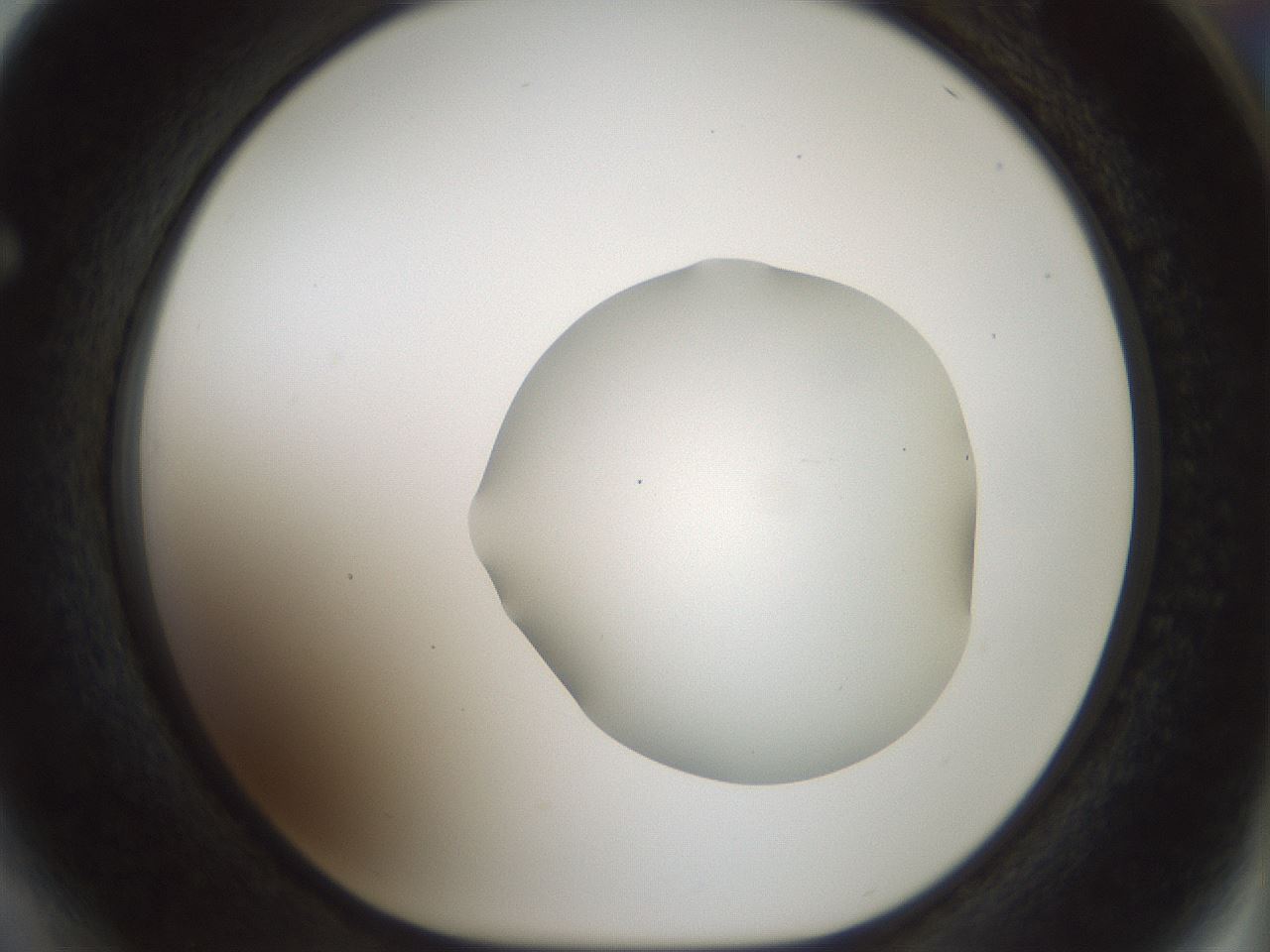 folderID514_plateID1514_batchID5949_wellNum64_profileID1_d1_r96719_ef.jpg