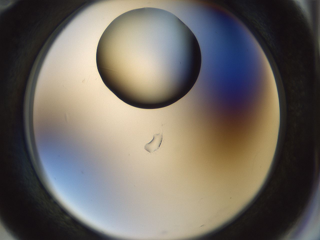 folderID514_plateID1514_batchID5949_wellNum82_profileID1_d2_r96756_ef.jpg