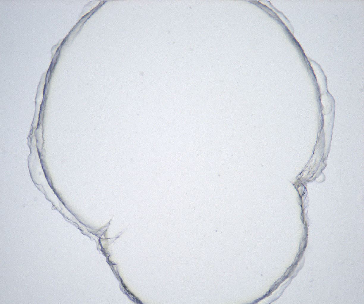 folderID512_plateID2512_batchID12481_wellNum11_profileID1_d1_r190000_ef.jpg