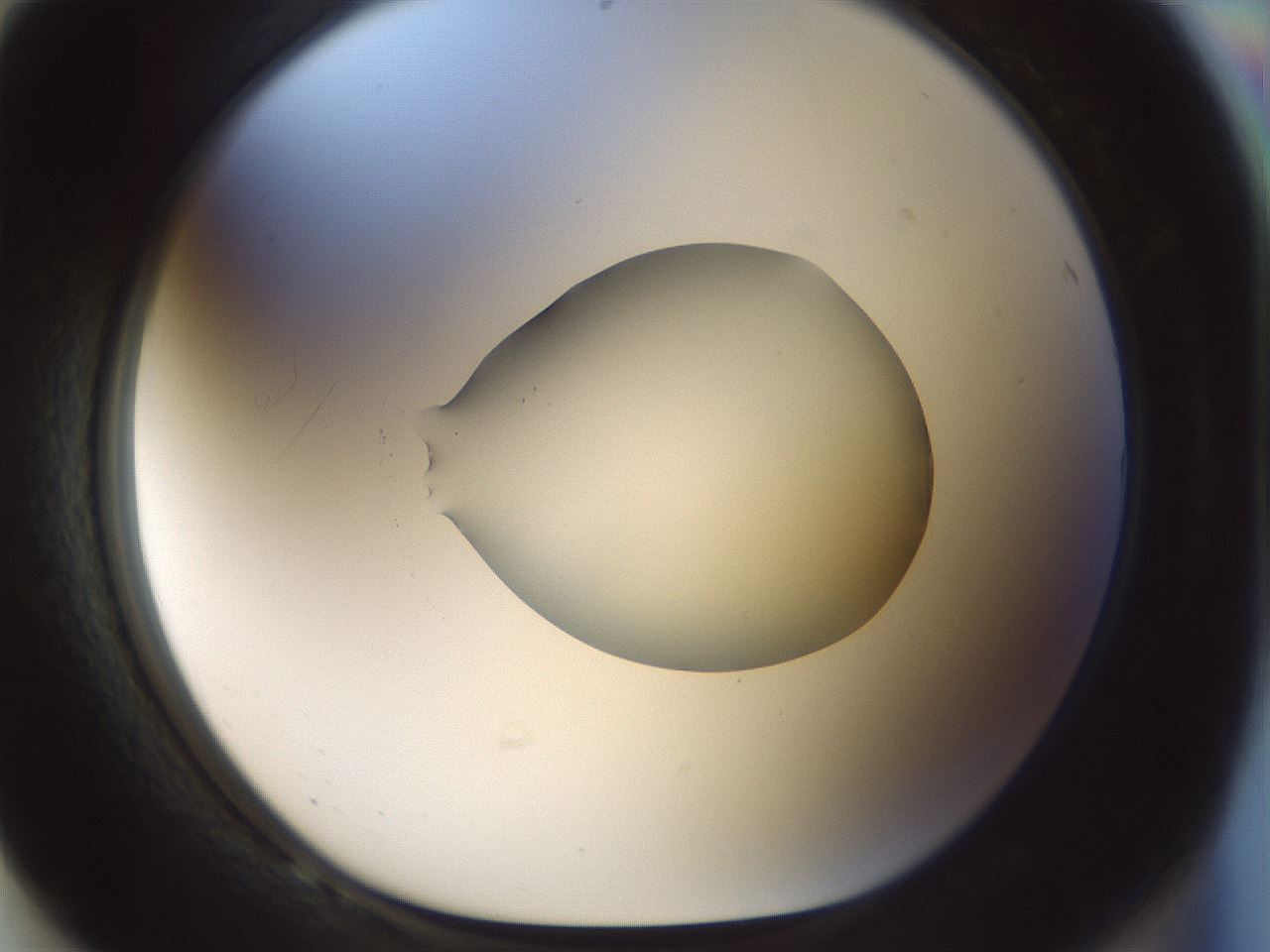 folderID514_plateID1514_batchID5882_wellNum68_profileID1_d1_r96727_ef.jpg