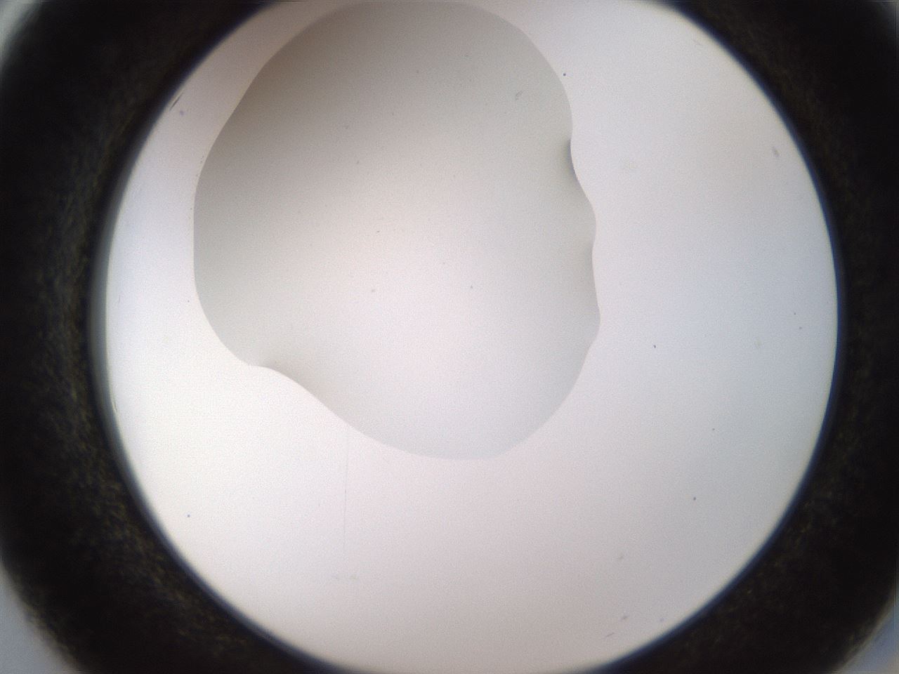 folderID515_plateID1515_batchID5948_wellNum50_profileID1_d2_r96500_ef.jpg