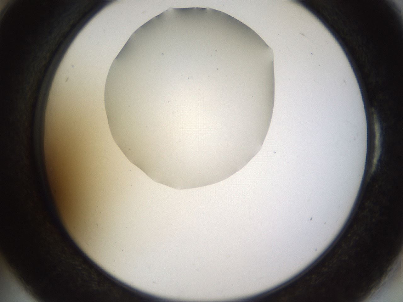 folderID515_plateID1515_batchID5948_wellNum54_profileID1_d2_r96508_ef.jpg