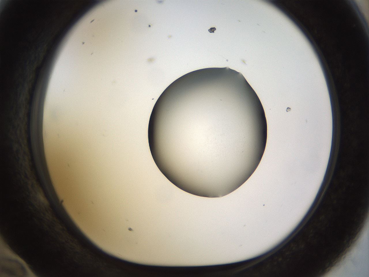 folderID515_plateID1515_batchID5948_wellNum58_profileID1_d1_r96515_ef.jpg