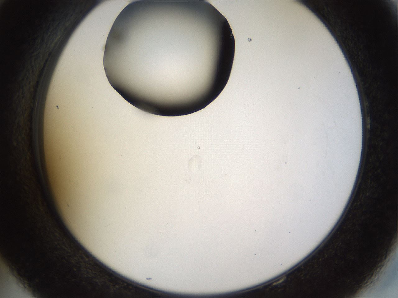 folderID515_plateID1515_batchID5948_wellNum58_profileID1_d2_r96516_ef.jpg