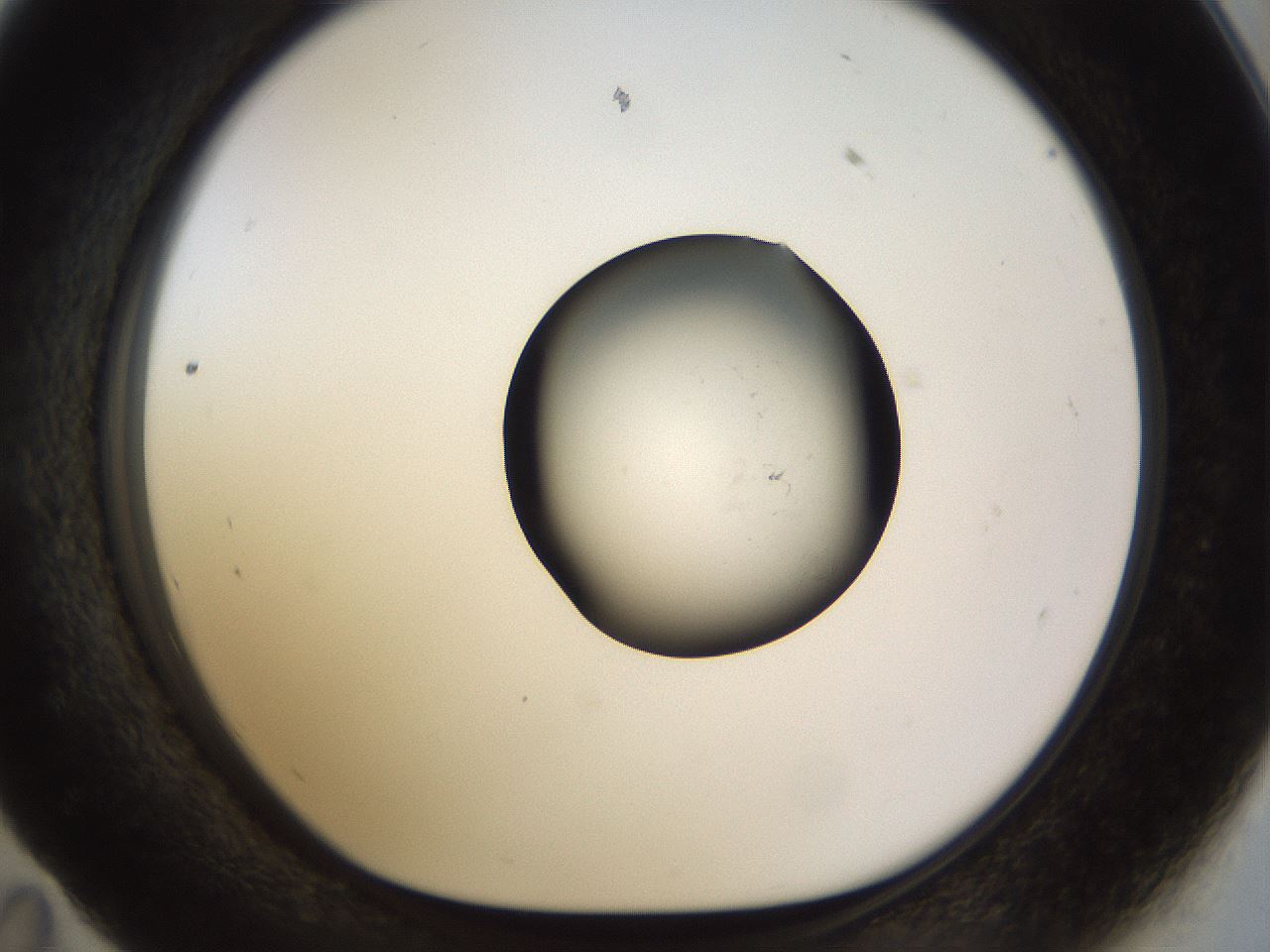 folderID515_plateID1515_batchID5948_wellNum59_profileID1_d1_r96517_ef.jpg