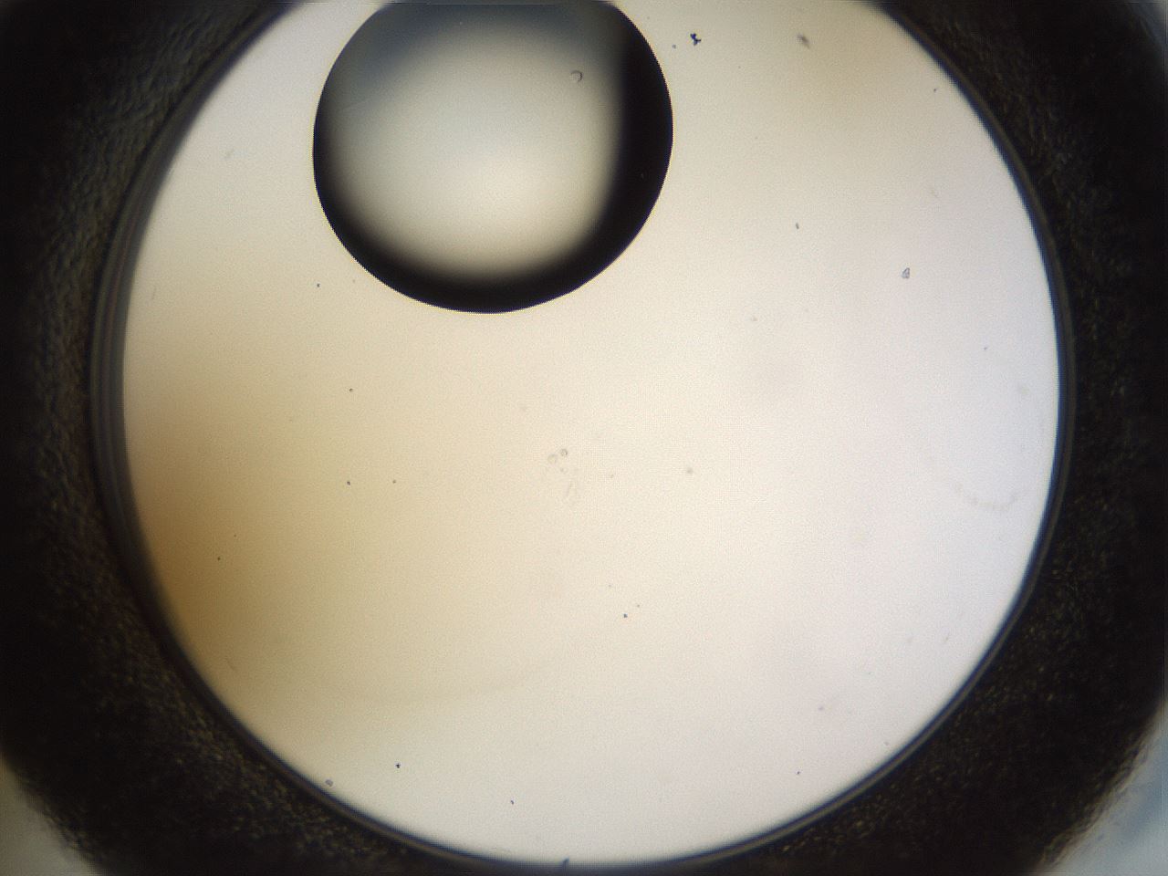 folderID515_plateID1515_batchID5948_wellNum59_profileID1_d2_r96518_ef.jpg