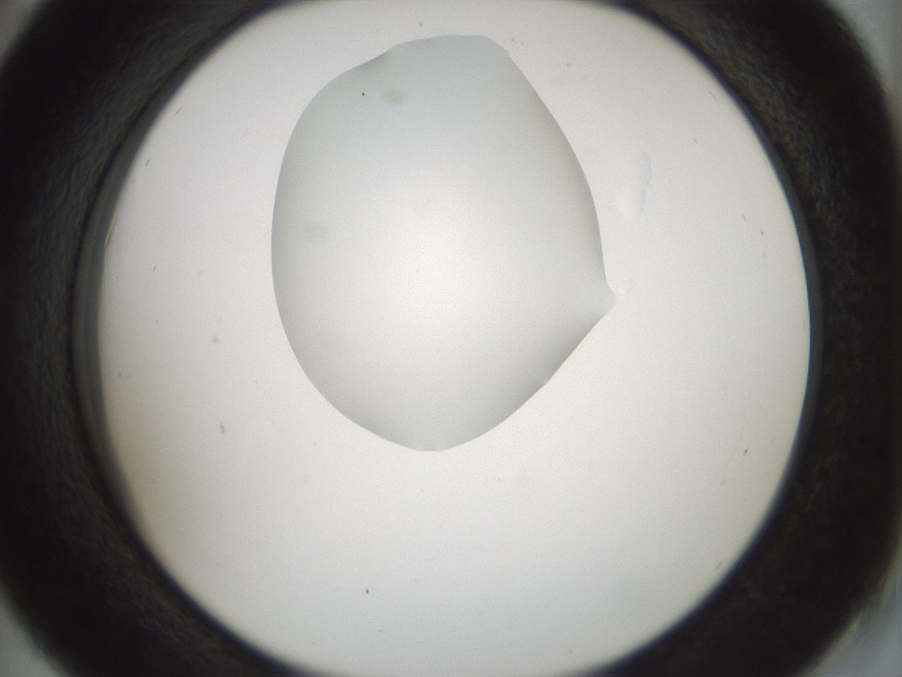 folderID514_plateID1514_batchID5882_wellNum42_profileID1_d2_r96676_ef.jpg