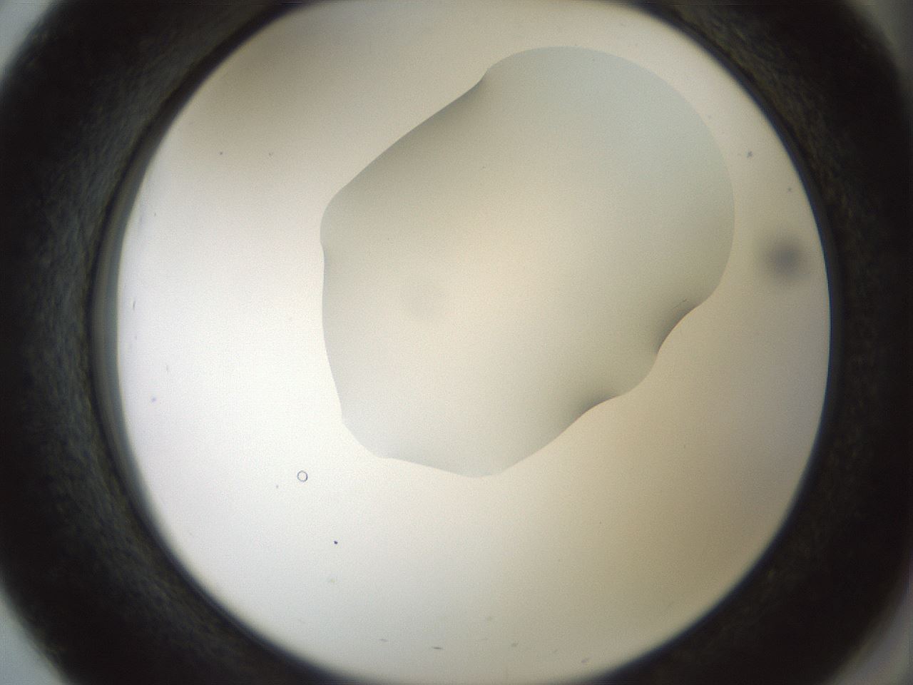 folderID514_plateID1514_batchID5882_wellNum51_profileID1_d2_r96694_ef.jpg