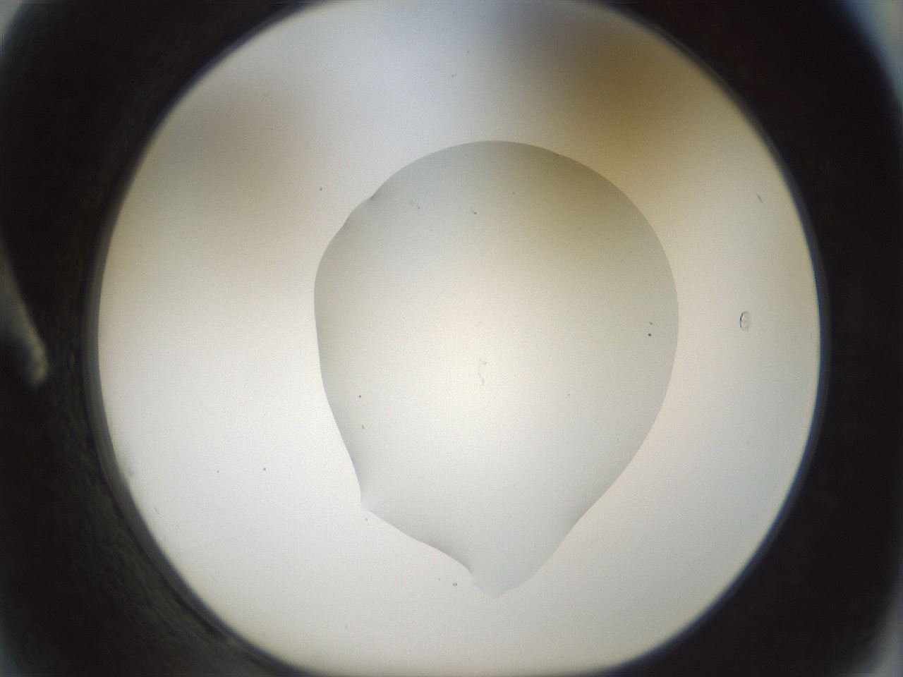 folderID514_plateID1514_batchID5882_wellNum2_profileID1_d1_r96595_ef.jpg