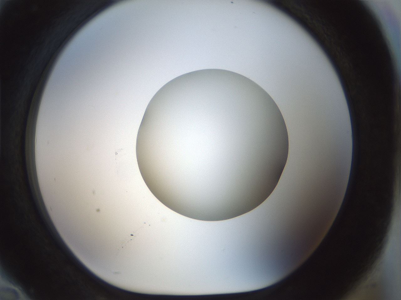 folderID514_plateID1514_batchID5855_wellNum94_profileID1_d1_r96779_ef.jpg