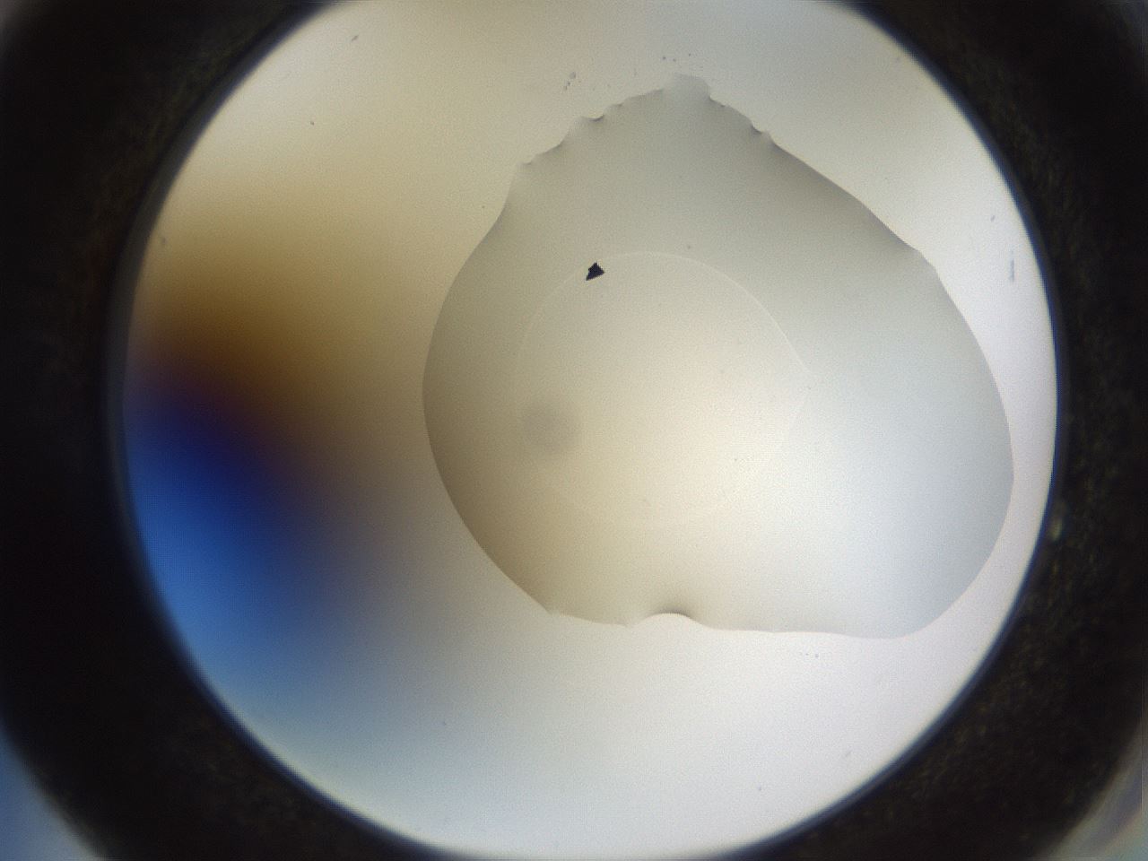 folderID515_plateID1515_batchID5948_wellNum64_profileID1_d2_r96528_ef.jpg