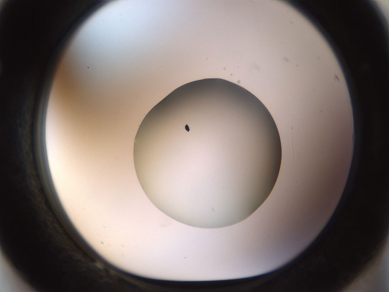folderID515_plateID1515_batchID5948_wellNum68_profileID1_d1_r96535_ef.jpg