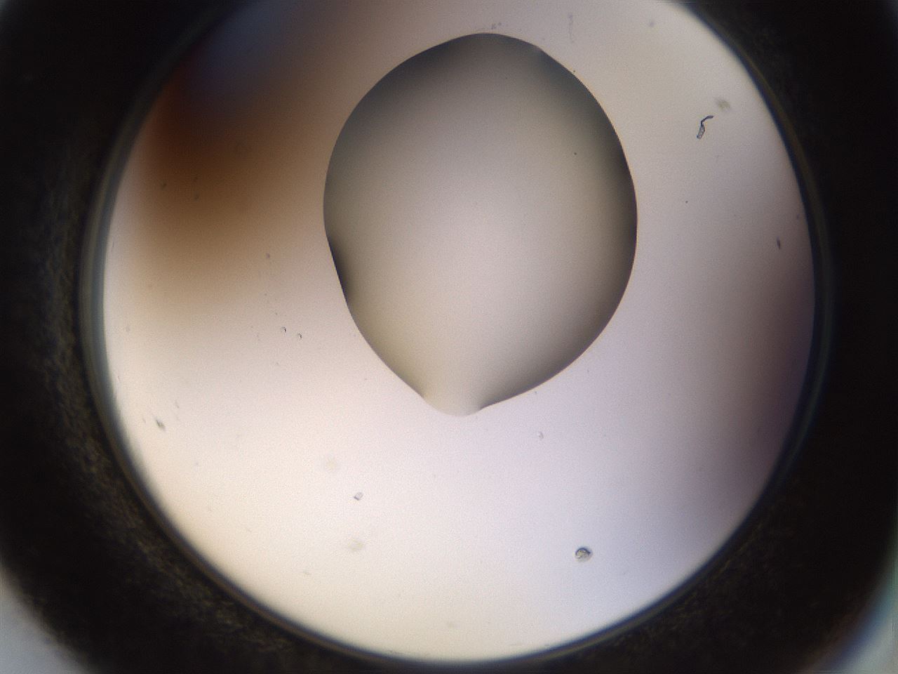 folderID515_plateID1515_batchID5948_wellNum68_profileID1_d2_r96536_ef.jpg