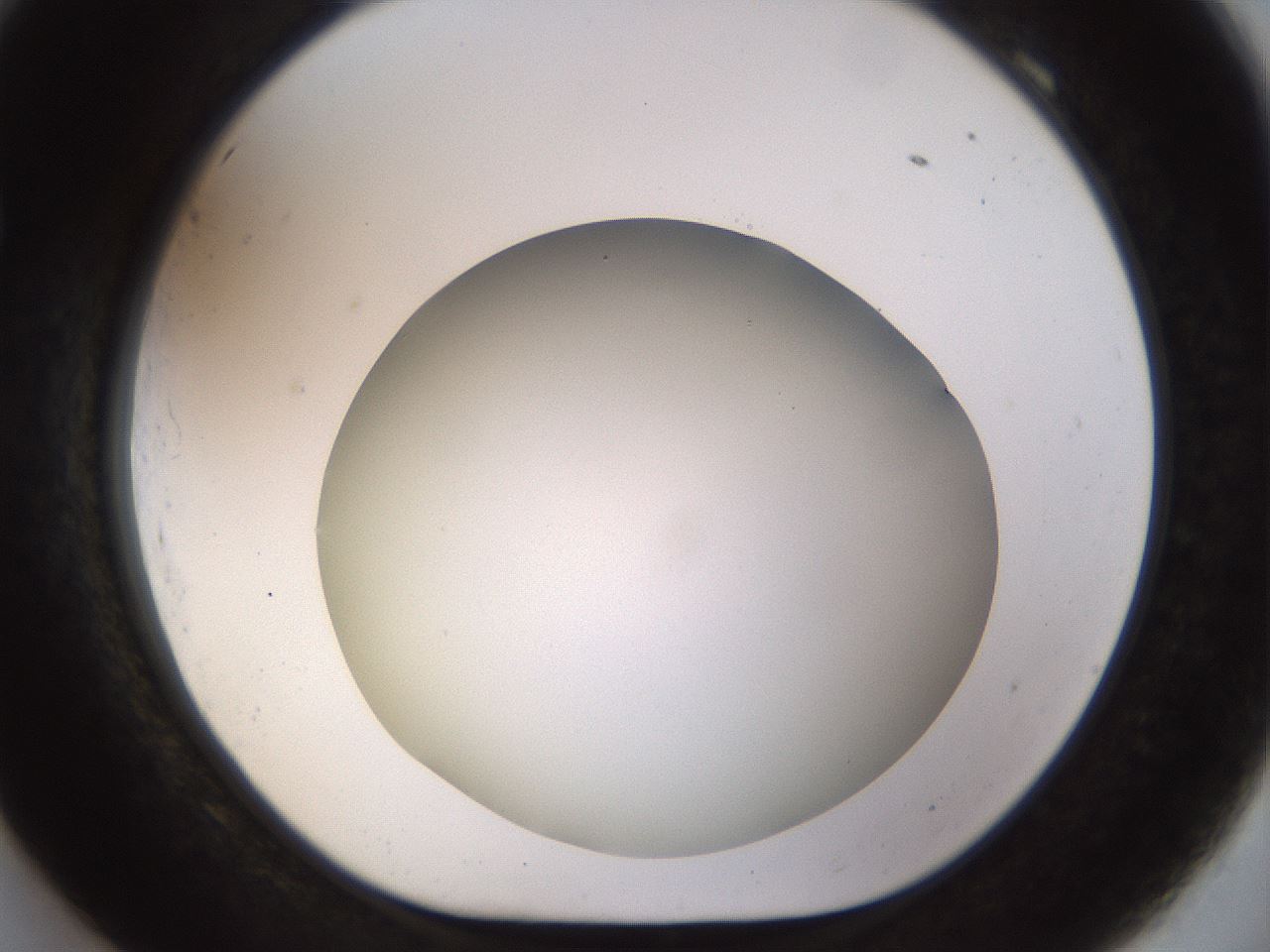 folderID515_plateID1515_batchID5948_wellNum69_profileID1_d1_r96537_ef.jpg